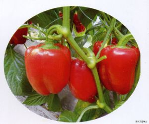 供应红奥冠—甜椒种子