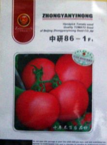 供应中研86-1F1-番茄种子