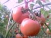 供应万亩粉红西红柿