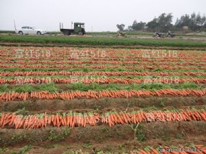 供应富红518 F1— 胡萝卜种子