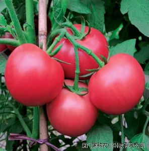 供应粉旺2号番茄种子