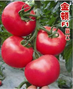 供应金顿F1—番茄种子
