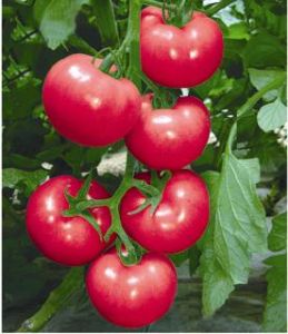 供应金粉F1（抗TY）—番茄种子