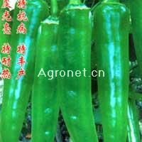 绿霸202—辣椒种子