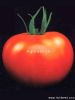 供应杜邦—番茄种子