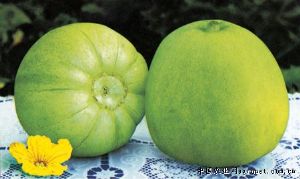 供应青玉—甜瓜种子