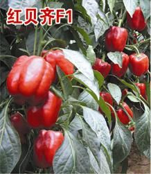 供应红贝齐F1—甜椒种子