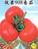 铁果908番茄——番茄种子