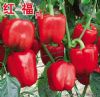 供应红福F1—甜椒种子