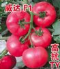 供应威达F1（抗TY）—番茄种子