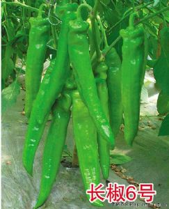 供应长椒6号—辣椒种子