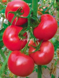 供应园美----早春硬粉果番茄种子