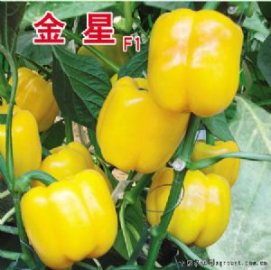 供应金星F1—甜椒种子