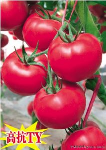 供应粉丽—番茄种子
