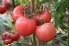 供应威萨2号—番茄种子