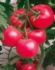 供应法拉利F1——粉果番茄种子