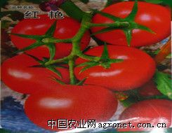 供应红艳—番茄种子