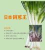 供应日本钢葱王－进口大葱种子 