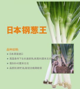 供应日本钢葱王－进口大葱种子 
