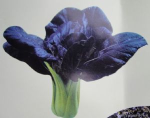 供应紫馨－青菜种子