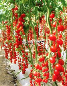 供应荣威六号—番茄种子