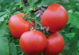 供应荣威四号—番茄种子