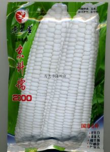 供应京科糯2000——玉米种子
