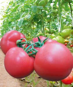 供应迪利粉Ⅱ号—番茄种子