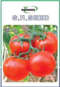 供应欧迪—大红番茄种子