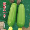供应绿抗王一号—西葫芦种子