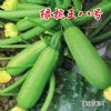 供应绿抗王八号—西葫芦种子