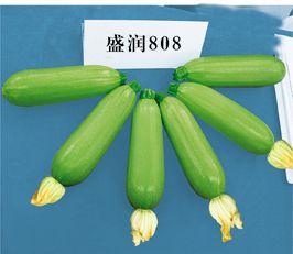 供应盛润808—西葫芦种子