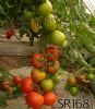 供应sr168—大红番茄种子
