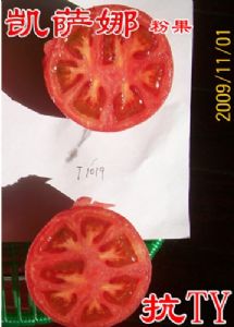 供应凯萨娜抗TY病毒—番茄种子