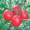 供应春尚—粉果番茄种子