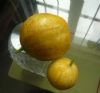 供应柠檬黄瓜—黄瓜种子