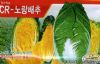 供应黄心秋F1—白菜种子