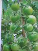 供应绿翡翠樱桃—番茄种子