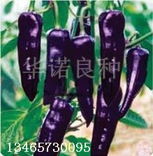 供应紫美人-紫色尖椒种子