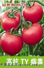 供应以色列85-1－番茄种子
