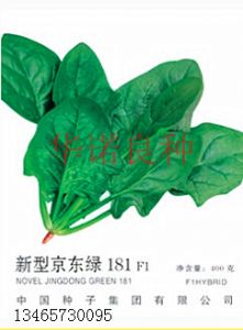 供应新型京东绿181F1-菠菜种子