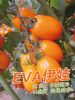 供应EVA伊娃—番茄种子