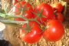 供应夏星—番茄种子