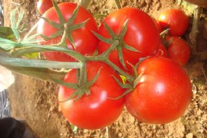 供应夏星—番茄种子