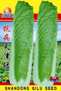 供应抗病天津绿—白菜种子