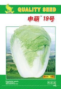 供应申萌19号—白菜种子