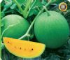 供应绿橙—西瓜种子