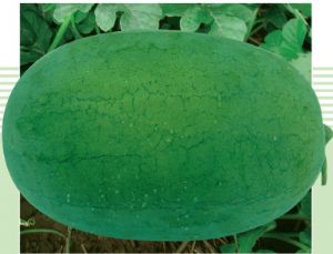 供应早绿宝—西瓜种子