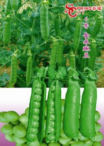 供应—春城6号食米豌豆—豌豆种子