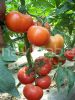 供应圣达菲-耐热大红番茄种子